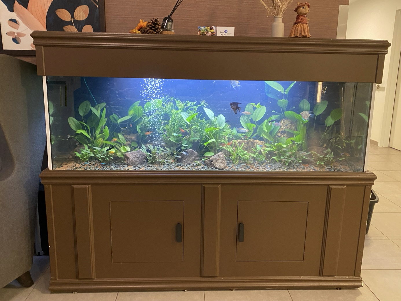 Nieuw leven in het aquarium van WZC Beukenhof in Kalmthout