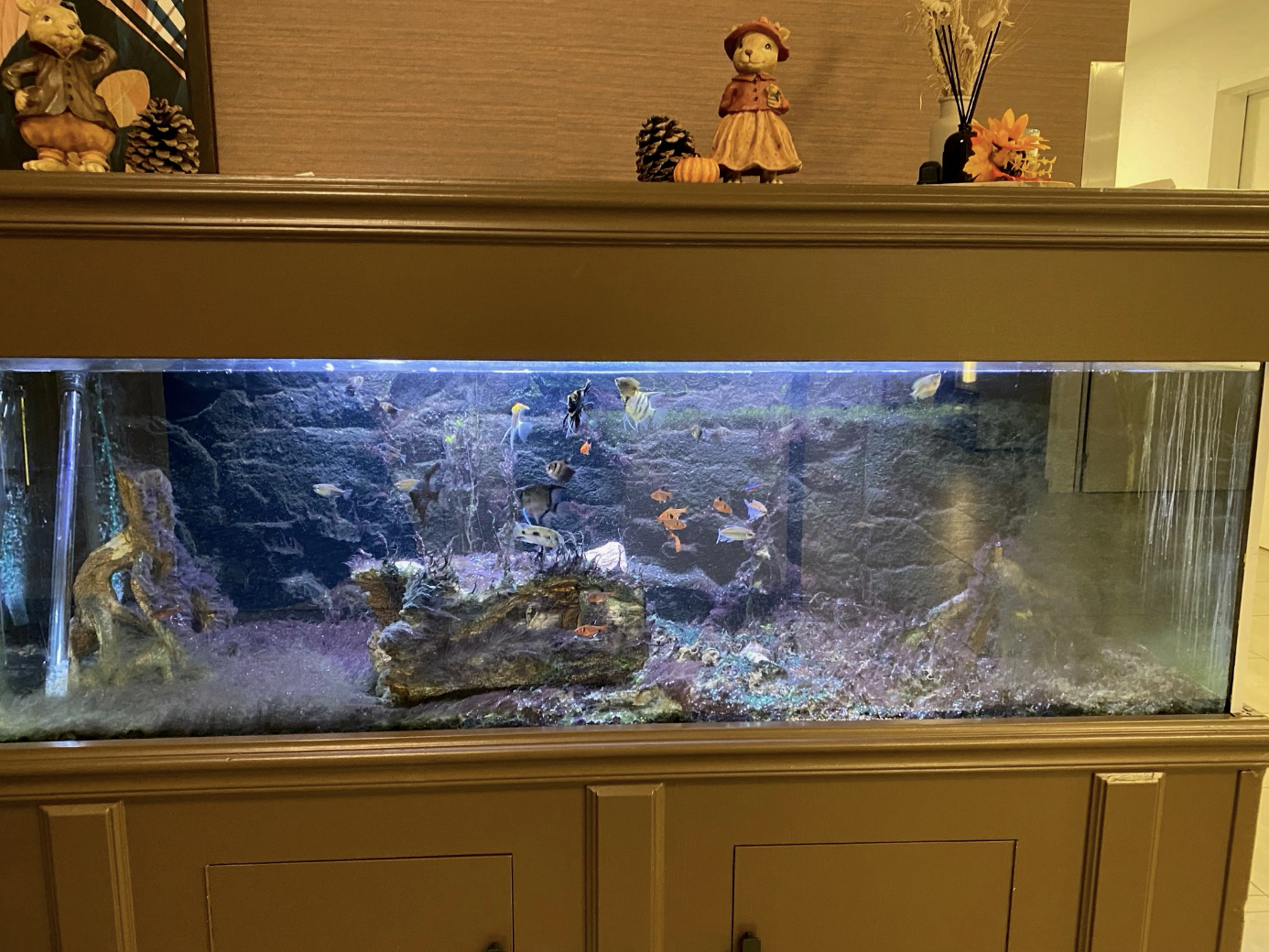 Het aquarium van WZS Bekenhof in Kalmthout voor het onderhoud van Pro Aqua