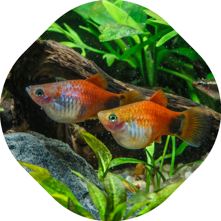 Vis in gezelschapsaquarium