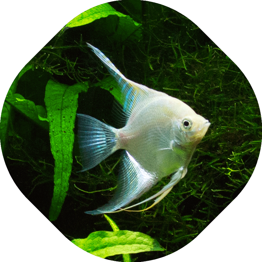 Vis in gezelschapsaquarium