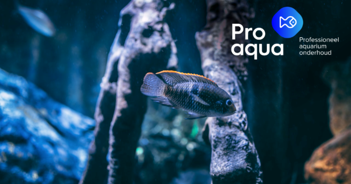 Kies het juiste aquarium en de juiste vissen met deskundig advies